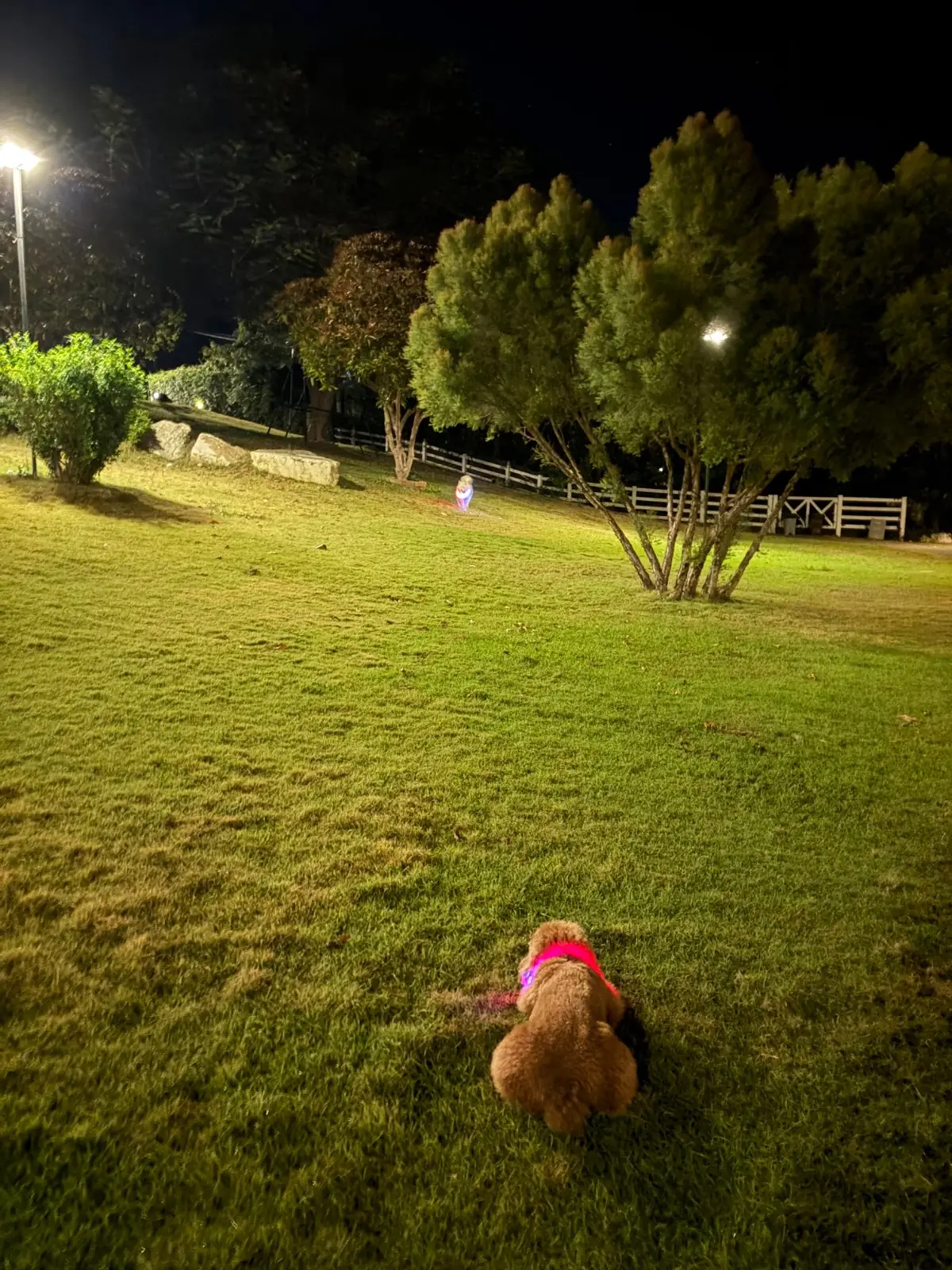 The 8ight Pool Villa & Campground pets image 2