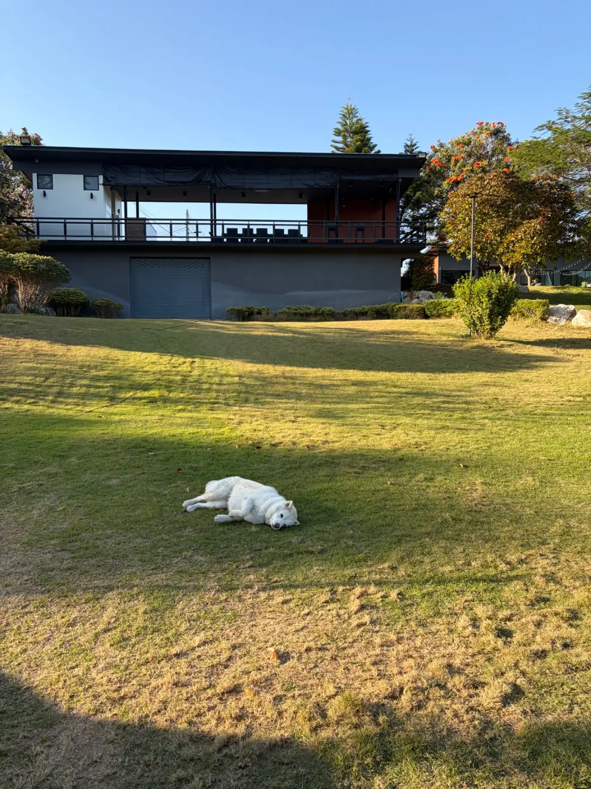 The 8ight Pool Villa & Campground pets image 1