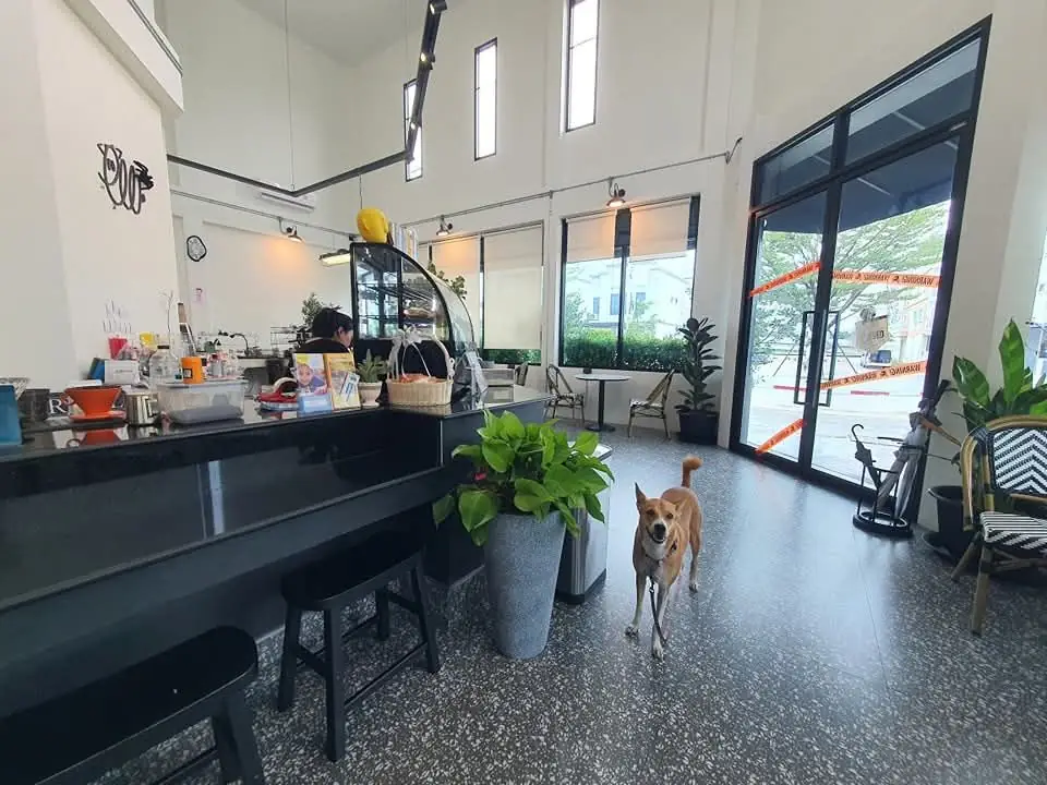 Pygg Coffee ambiance image 1