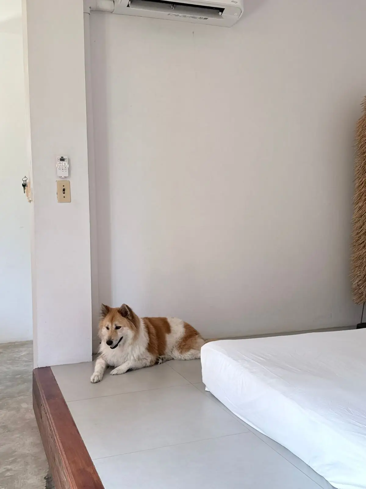 White@Sea Resort pets image 2