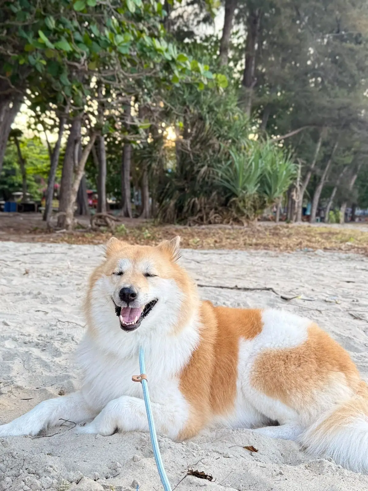 White@Sea Resort pets image 1