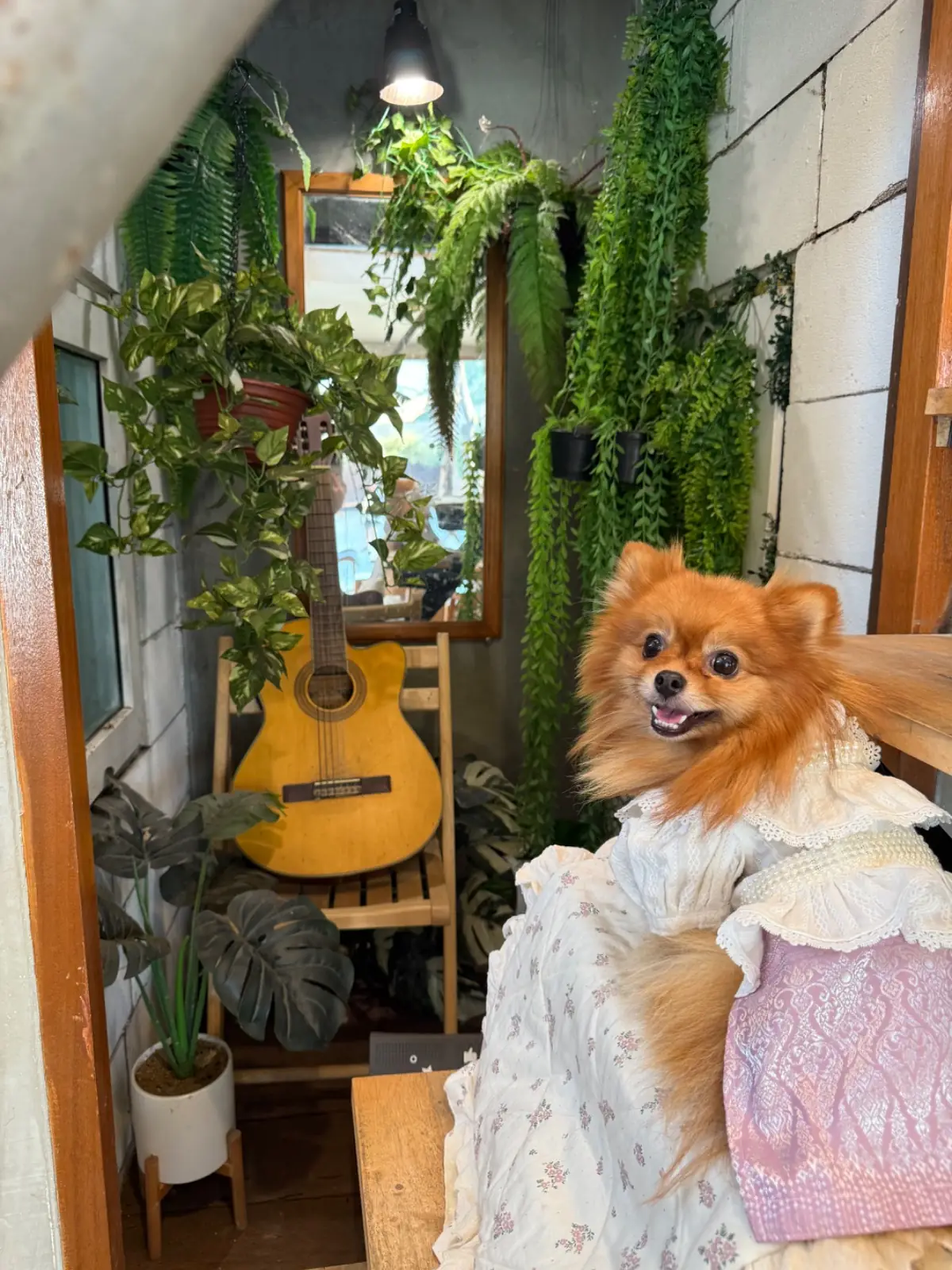 Hence Coffee & Eatery pets image 1