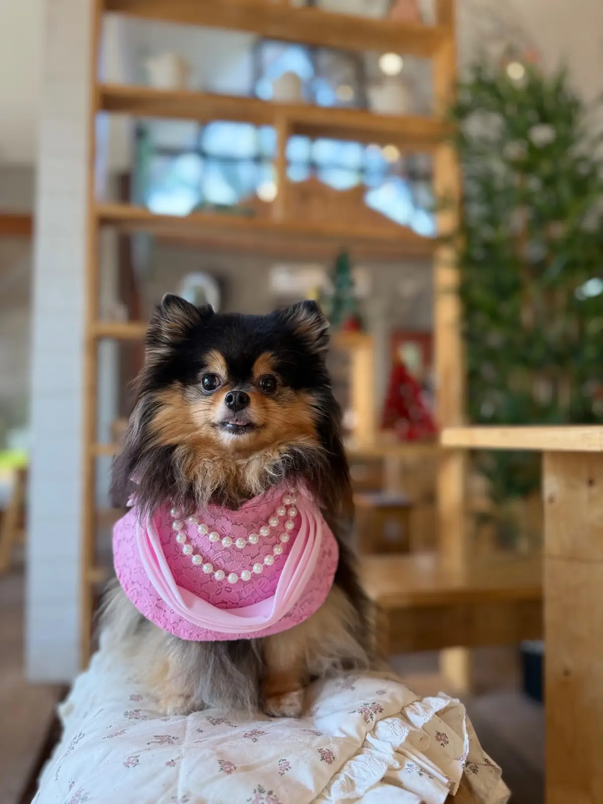 Hence Coffee & Eatery pets image 2