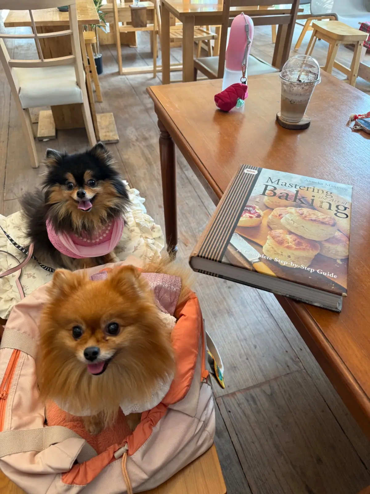 Hence Coffee & Eatery pets image 6