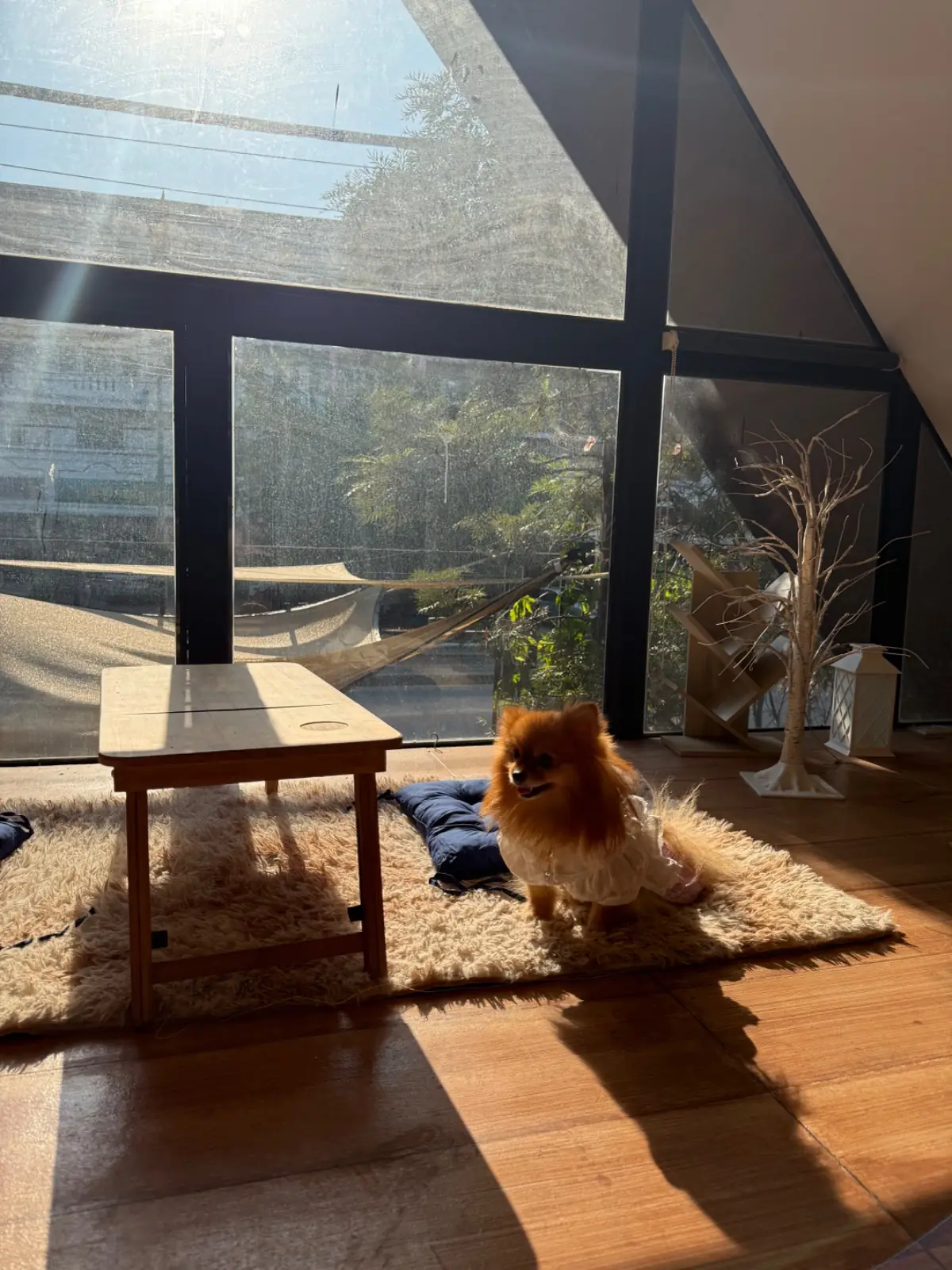 Hence Coffee & Eatery pets image 5