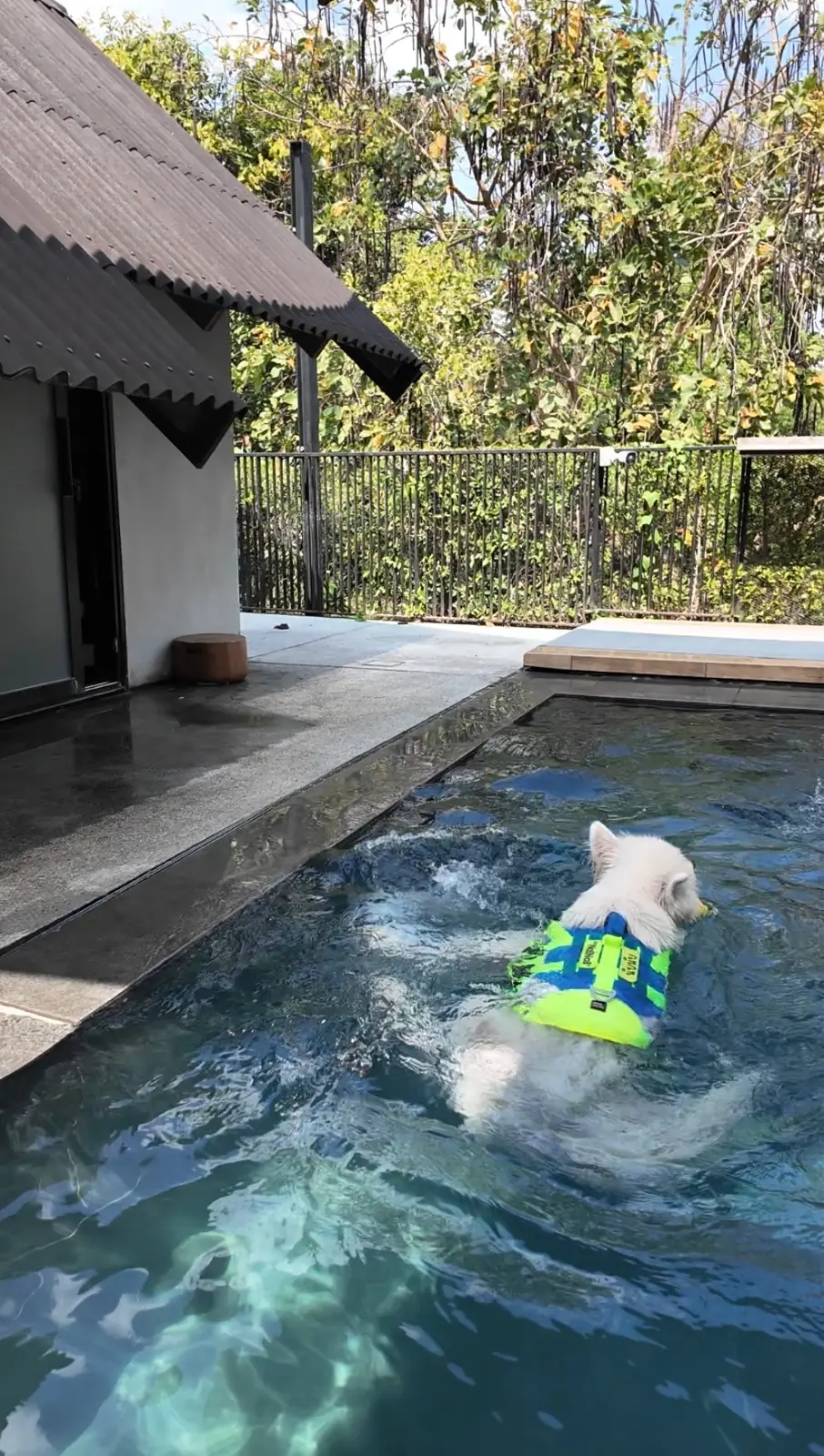 DOX House pets image 1