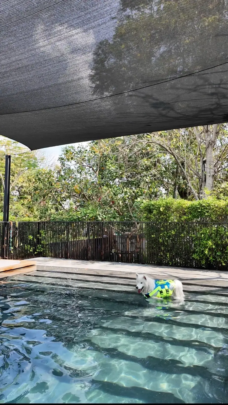 DOX House pets image 3