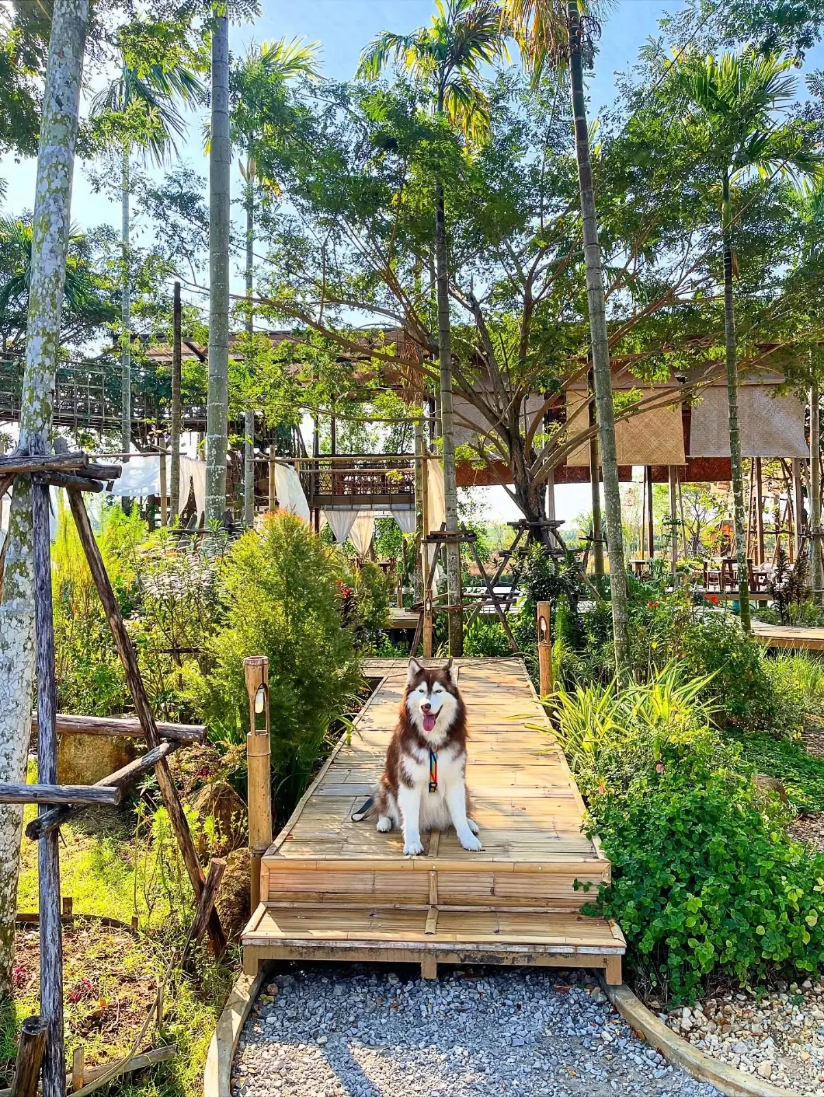 หอมดิน กลิ่นจันทร pets image 2