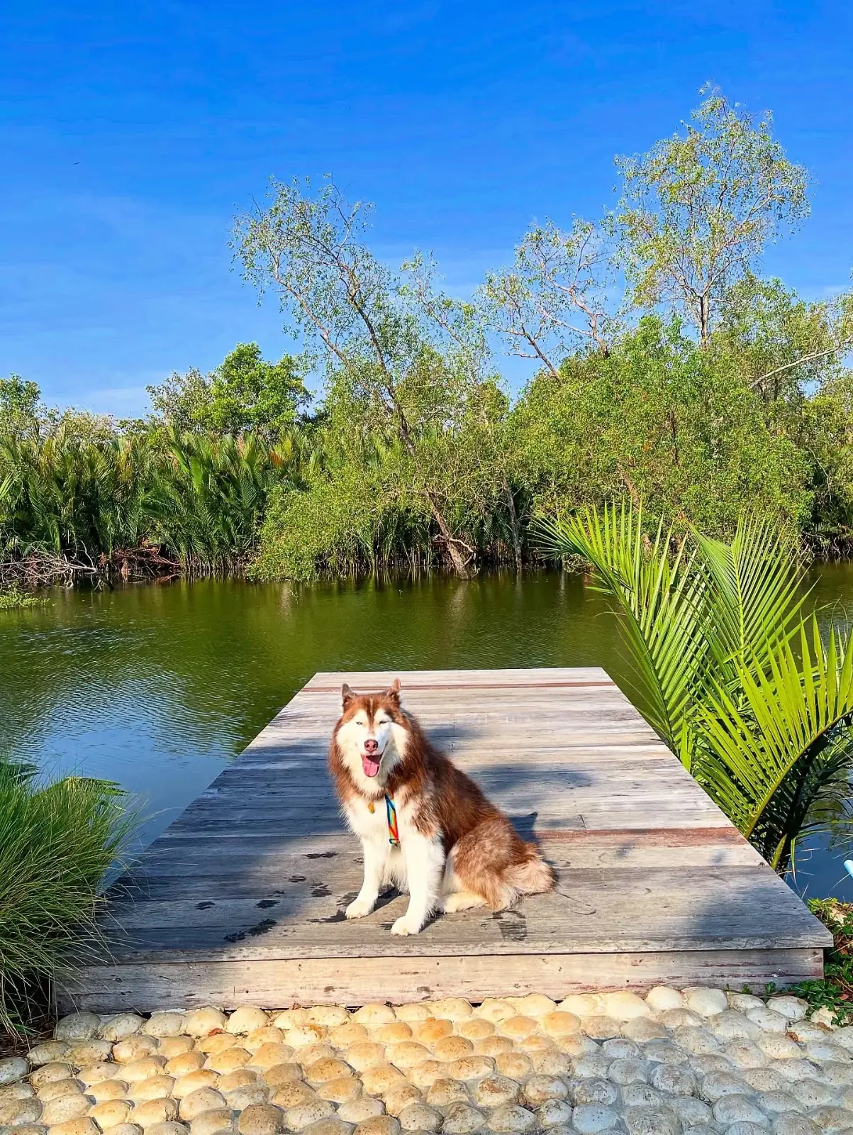 หอมดิน กลิ่นจันทร pets image 1