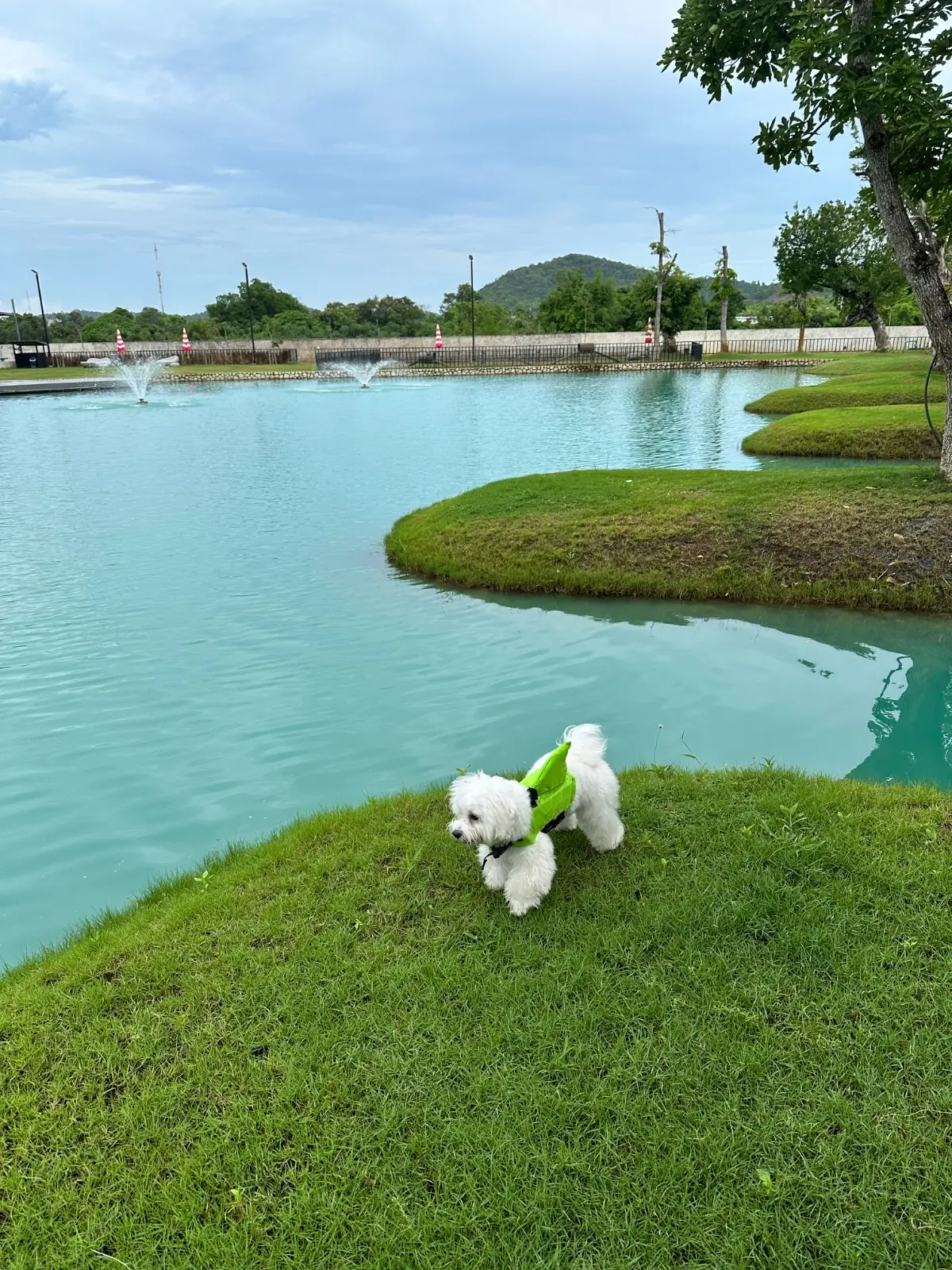 Miss You A Lot Resort pets image 8
