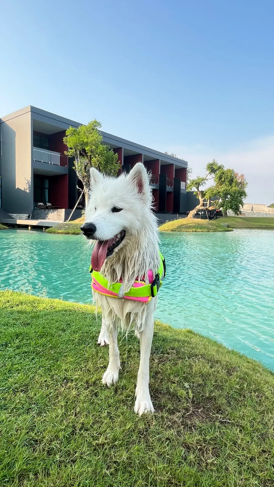 Miss You A Lot Resort pets image 7