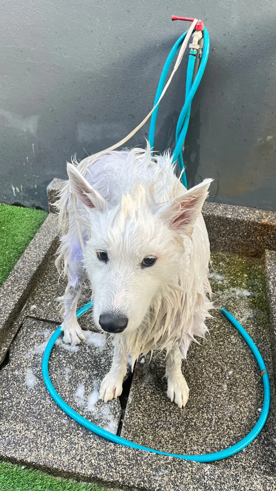 missyou a lot pets image 4