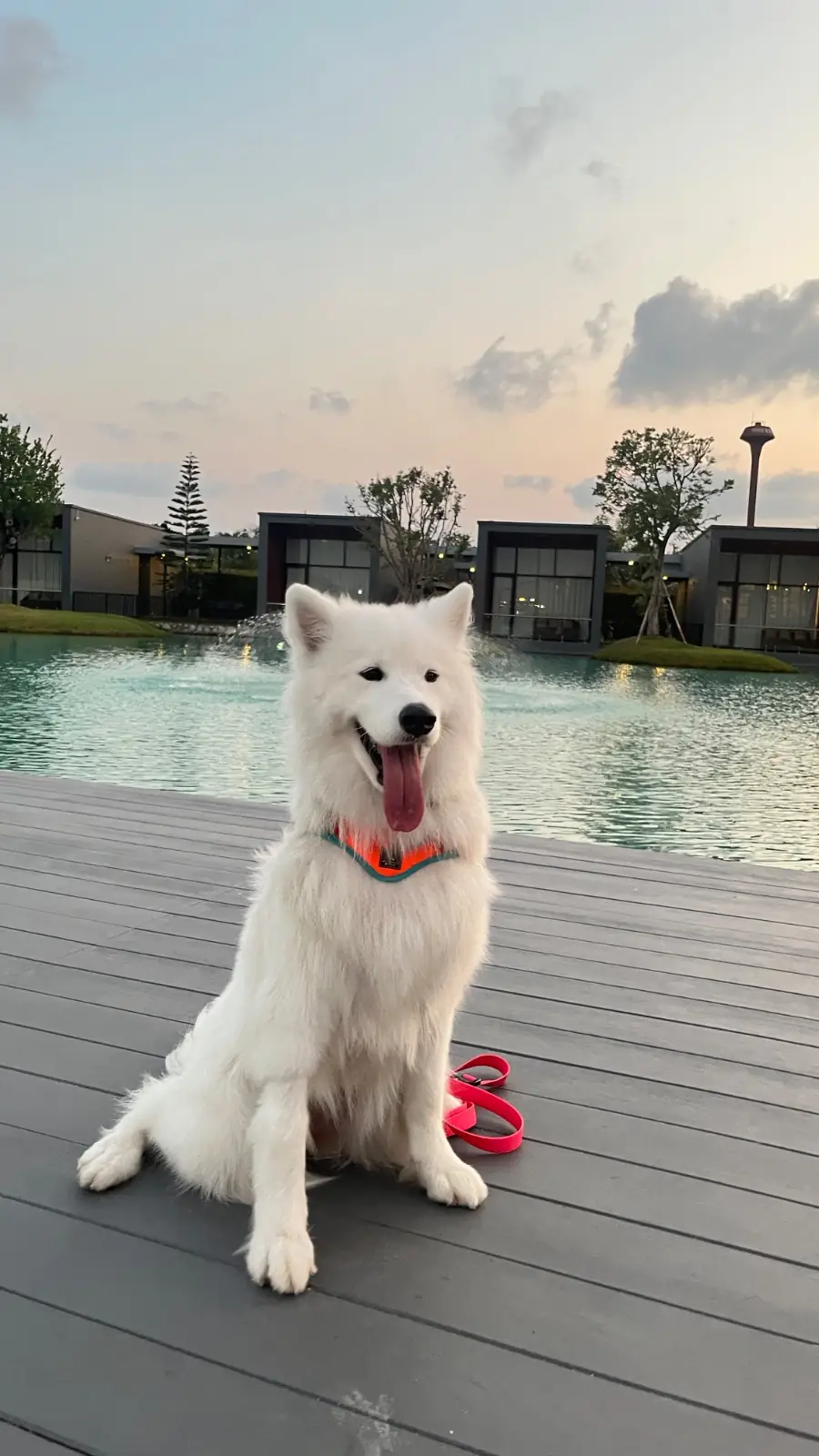 missyou a lot pets image 1