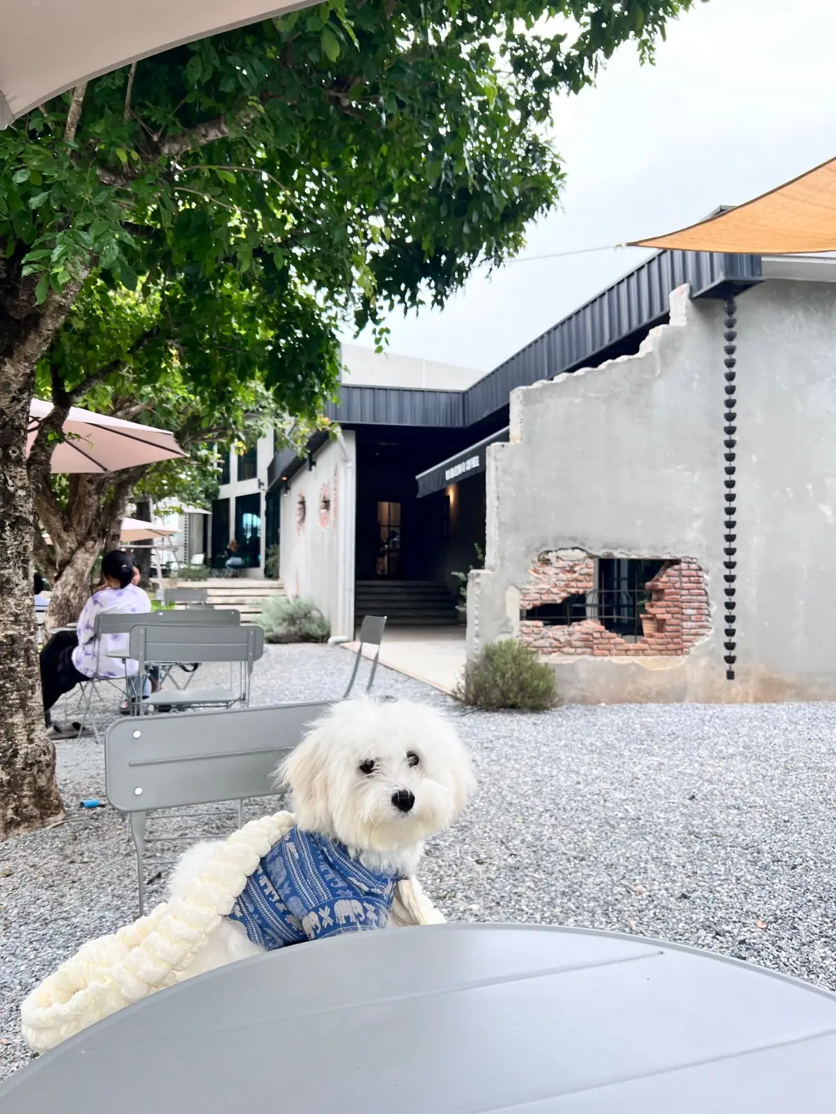 Doubleshot - Khaoyai pets image 2