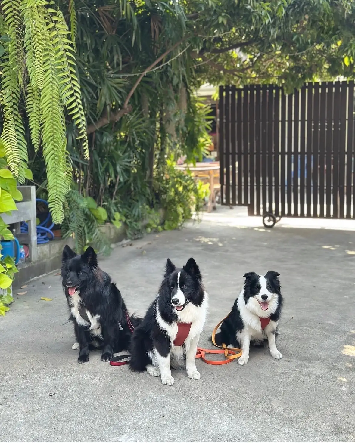 ข้าวซอยหลิ่งกอก pets image 3