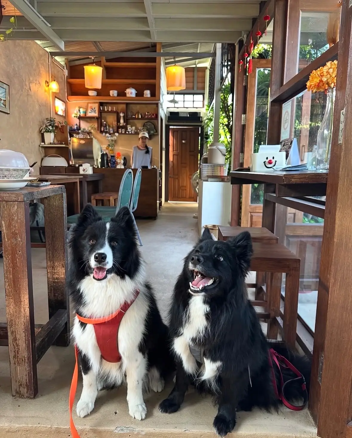 ข้าวซอยหลิ่งกอก pets image 1