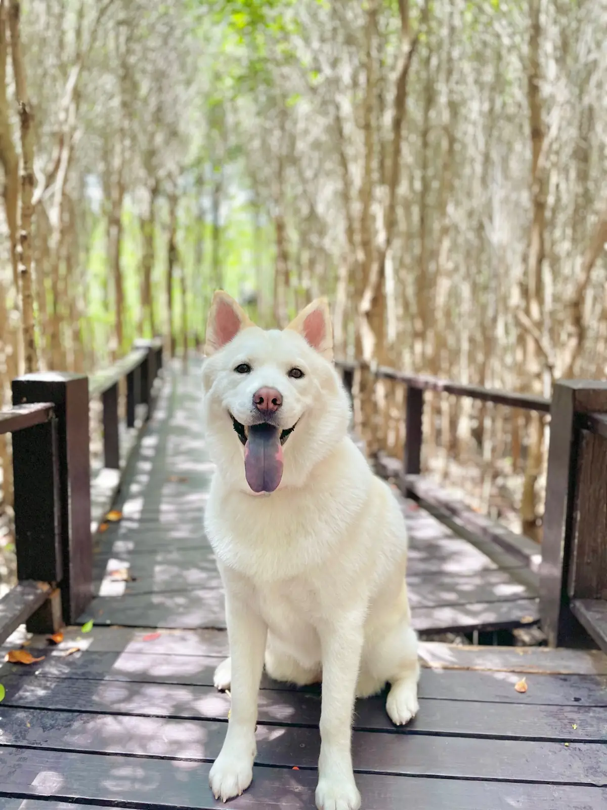 วนอุทยานปราณบุรี pets image 1