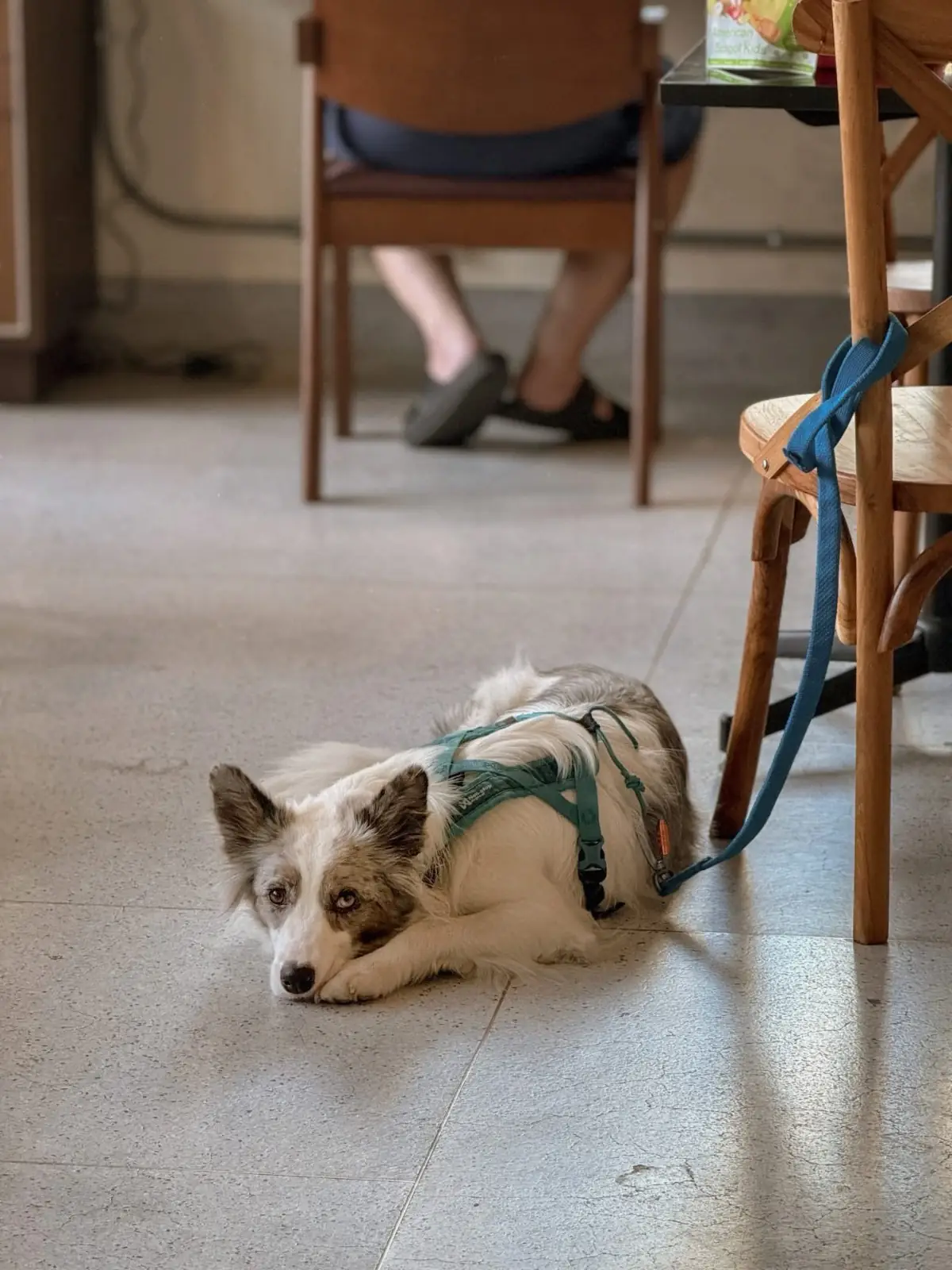 Monica Café and Bar pets image 2