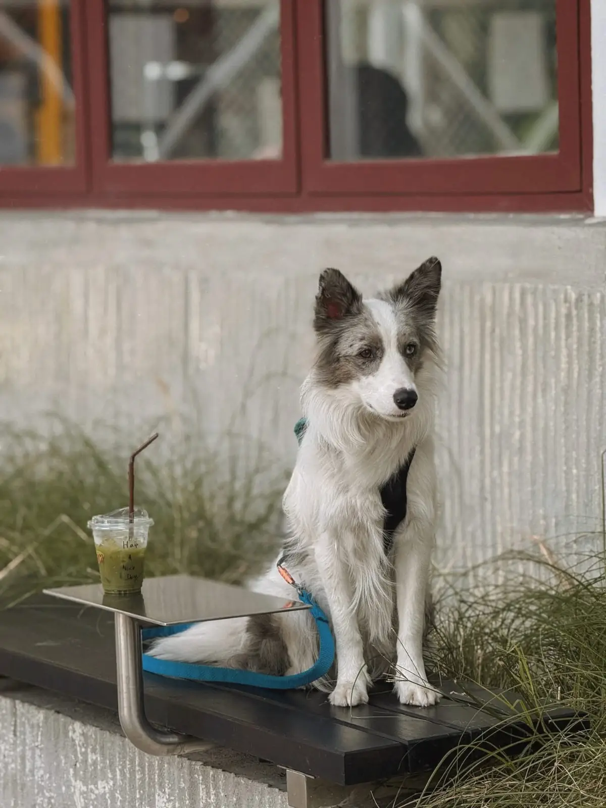 Monica Café and Bar pets image 1