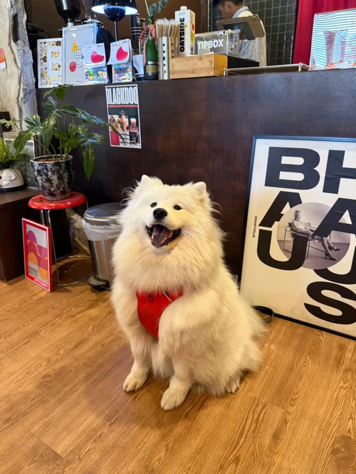 Blackdog Coffee pets image 1