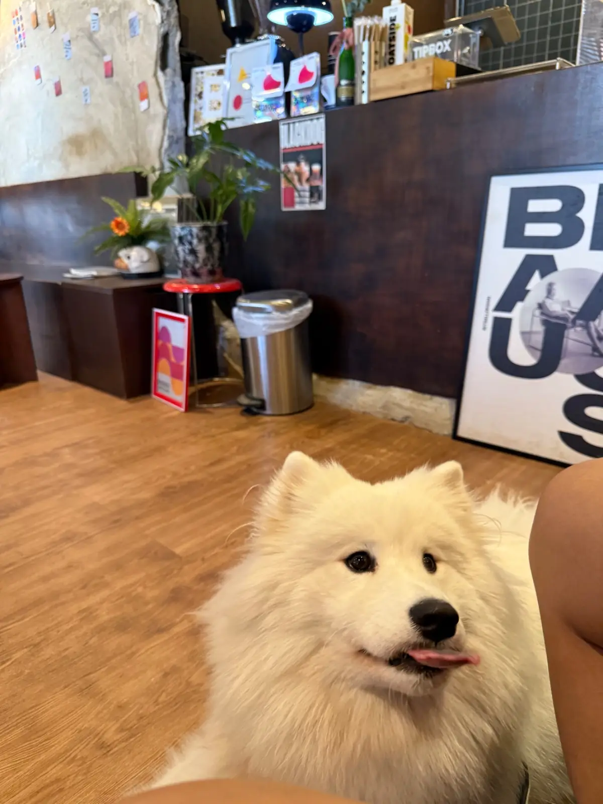 Blackdog Coffee pets image 2