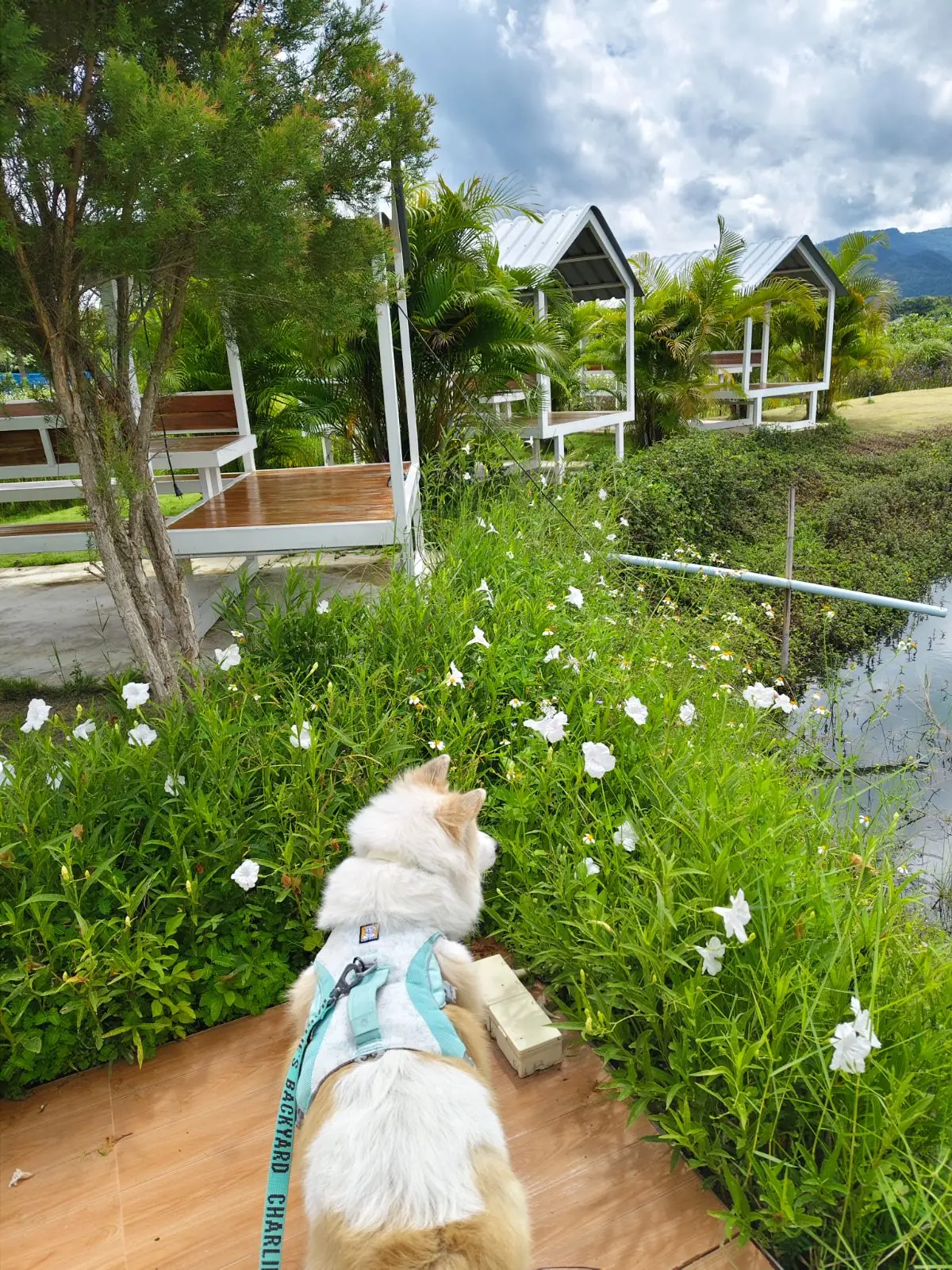 ฮักวิว คาเฟ่ pets image 2