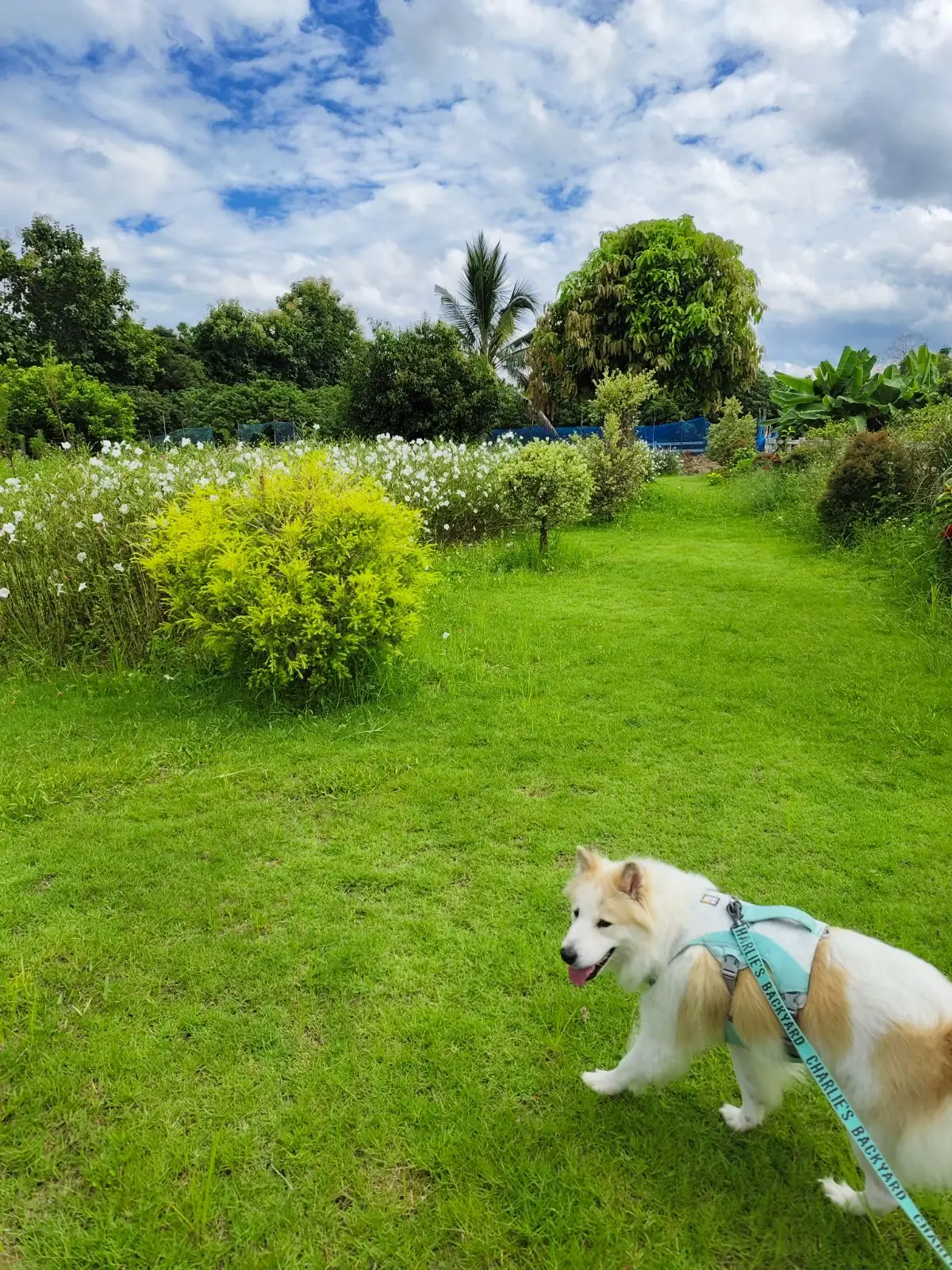 ฮักวิว คาเฟ่ pets image 3