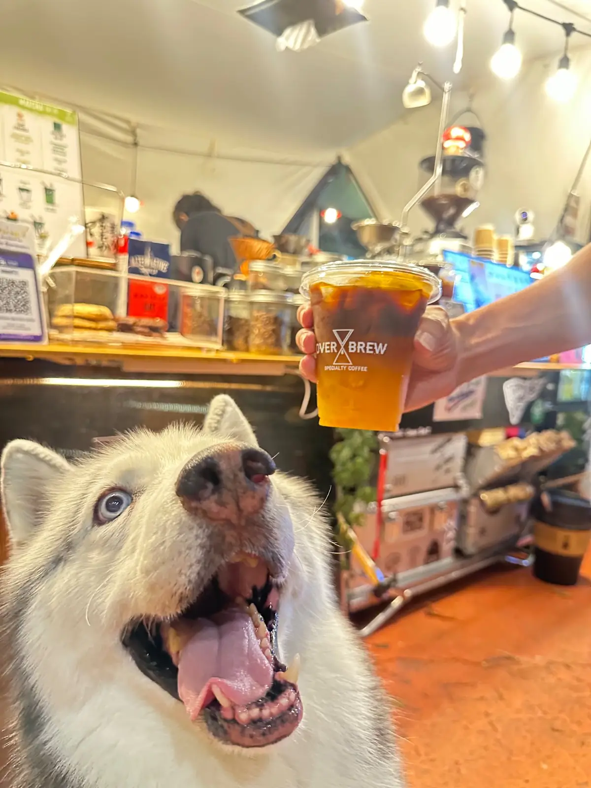 OverBrew Specialty Coffee - Central Eastville pets image 2