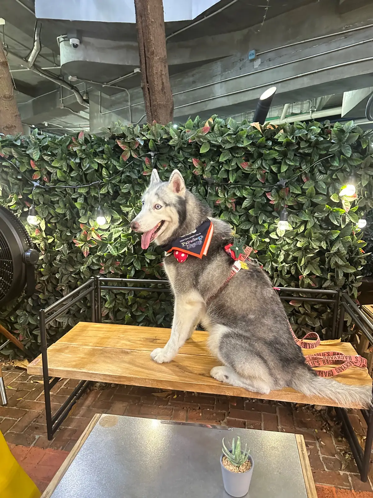 OverBrew Specialty Coffee - Central Eastville pets image 1