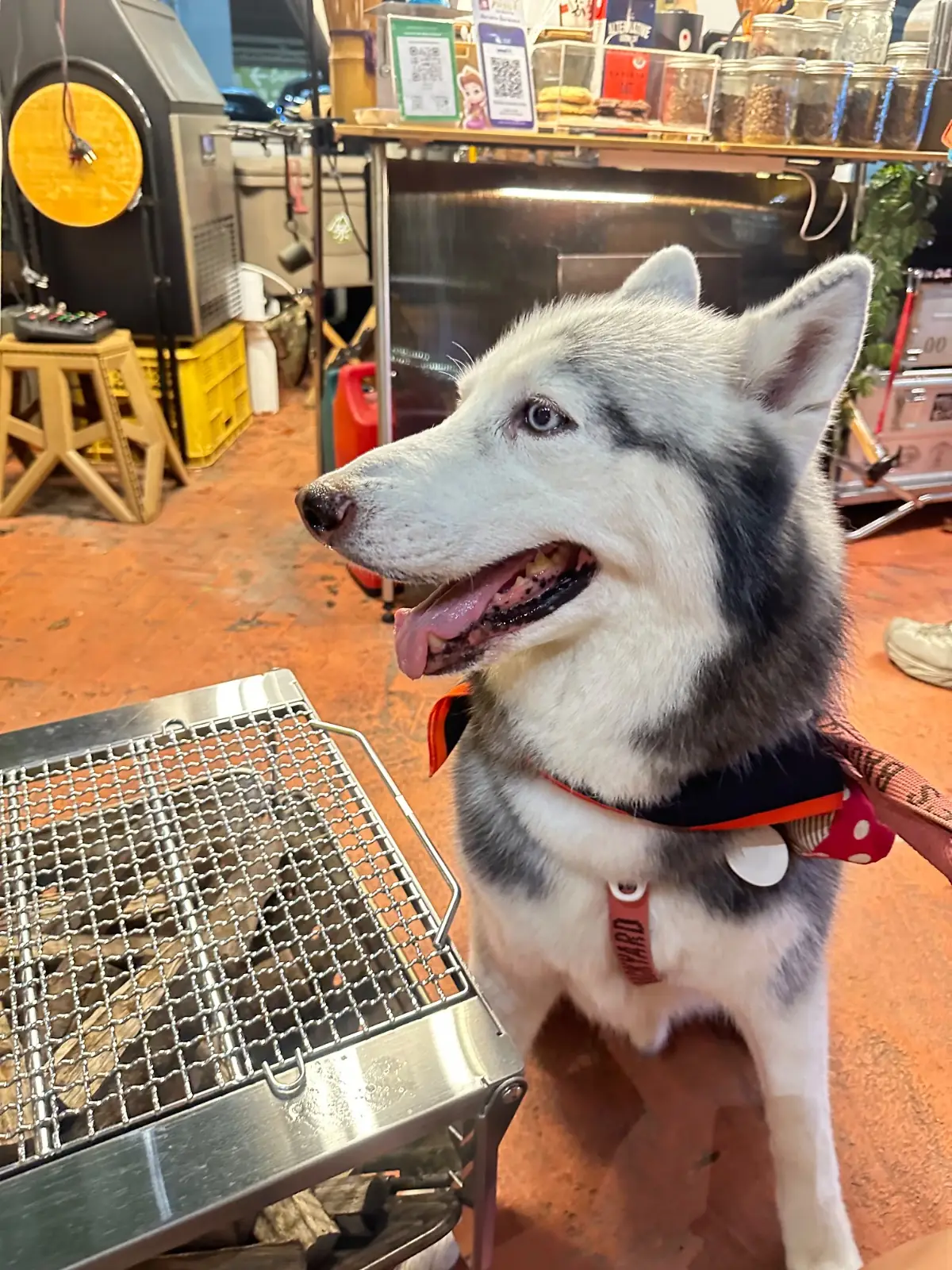 OverBrew Specialty Coffee - Central Eastville pets image 3