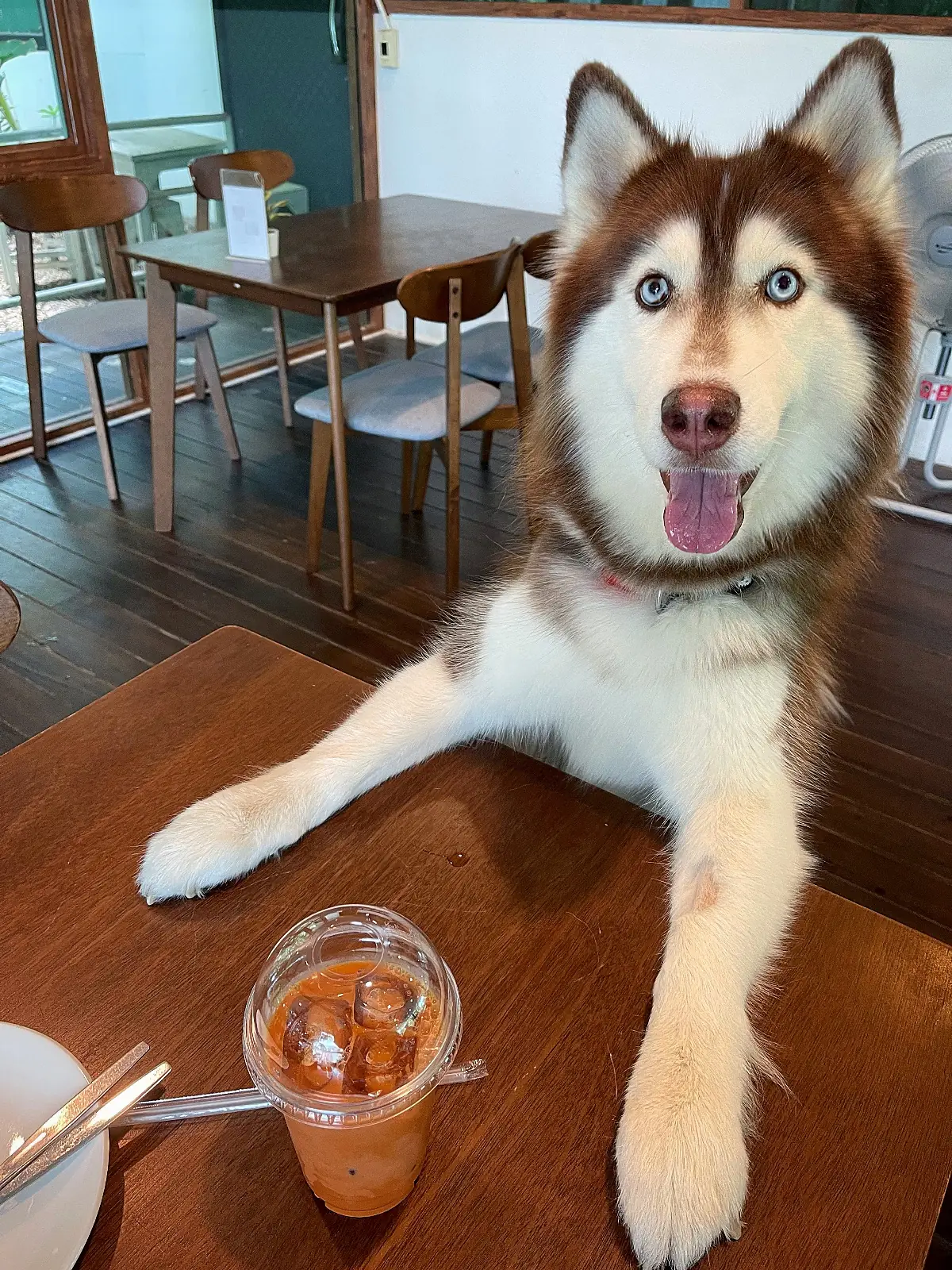 Immjai Eatery pets image 2