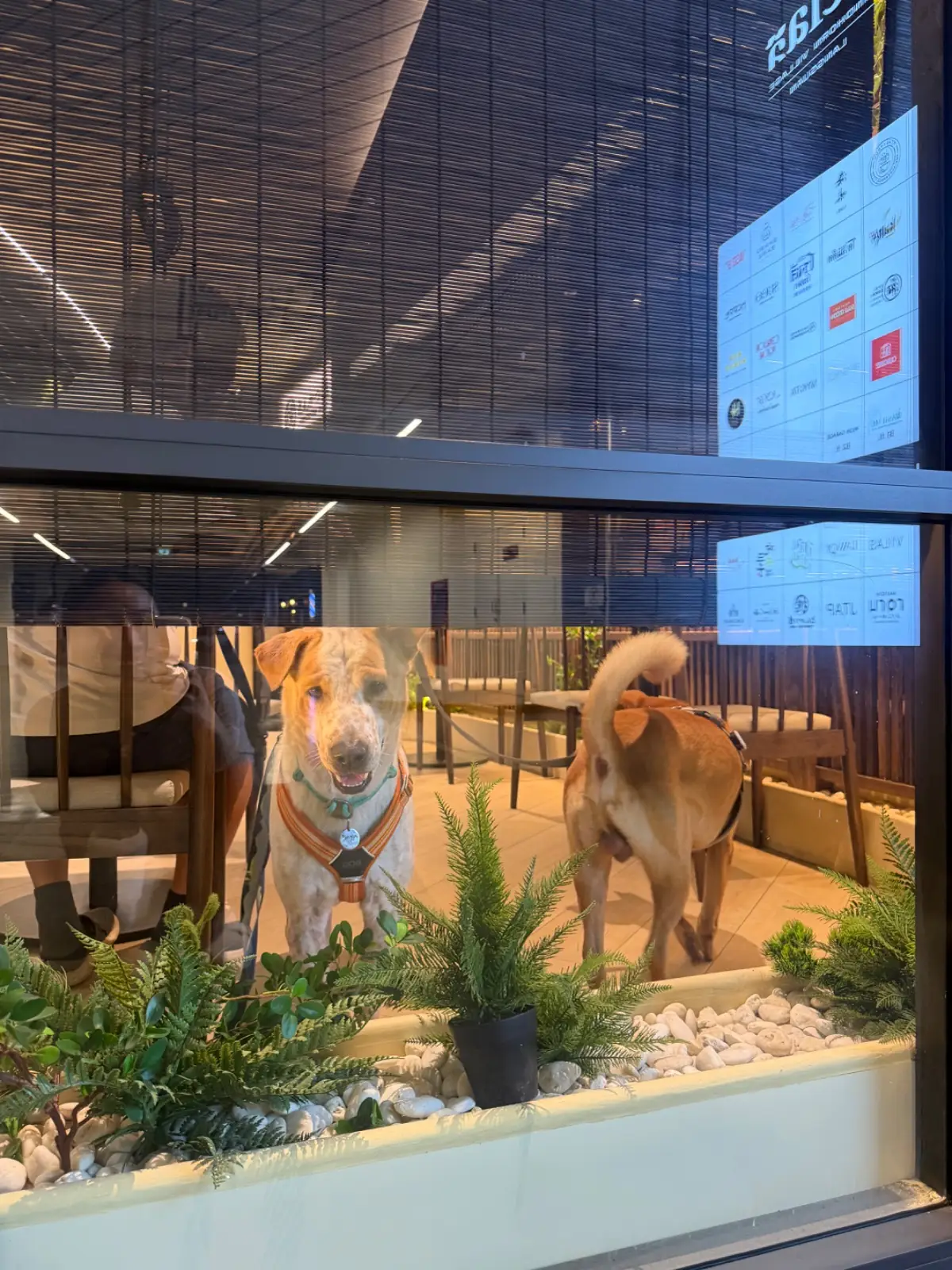 Tonkatsu AOKI - Velaa Sindhorn Village Langsuan pets image 1