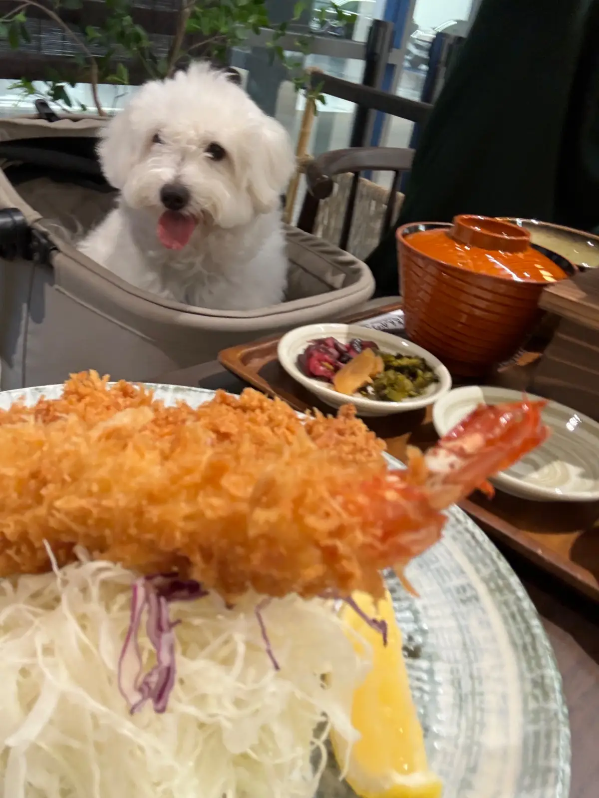 Tonkatsu Aoki - Velaa Sindhorn Village Langsuan pets image 1