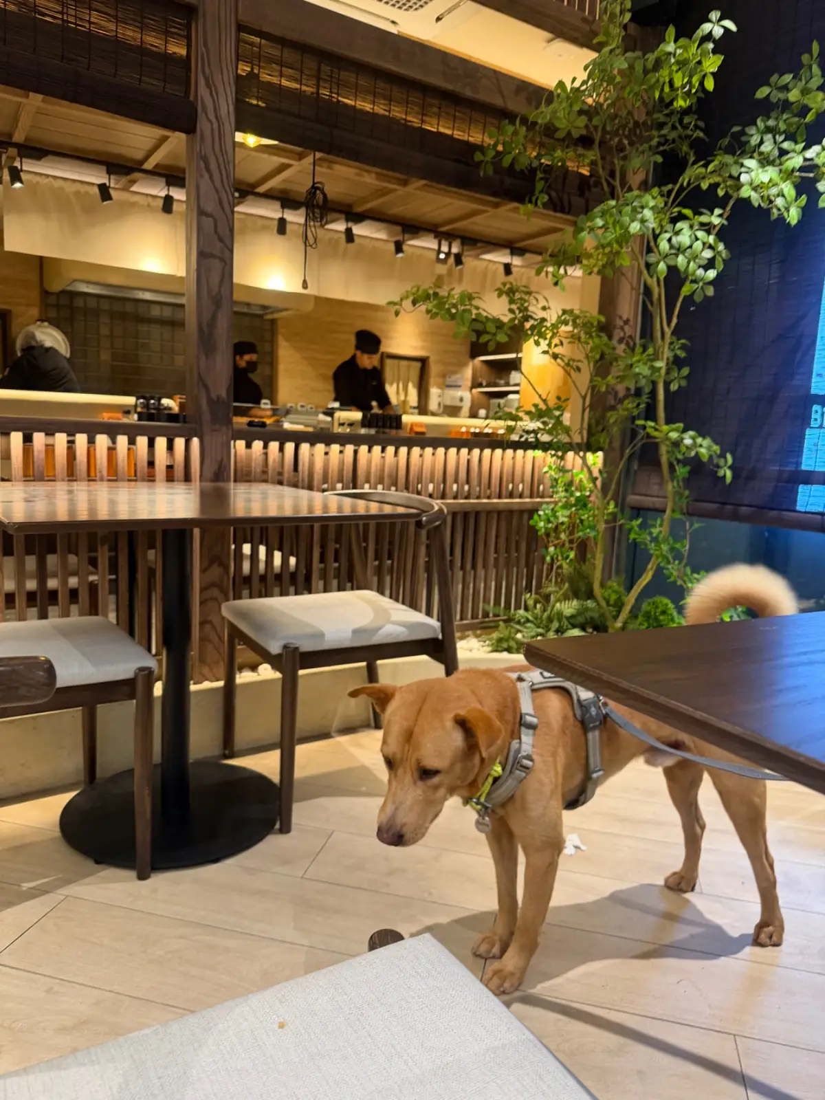 Tonkatsu AOKI - Velaa Sindhorn Village Langsuan pets image 3