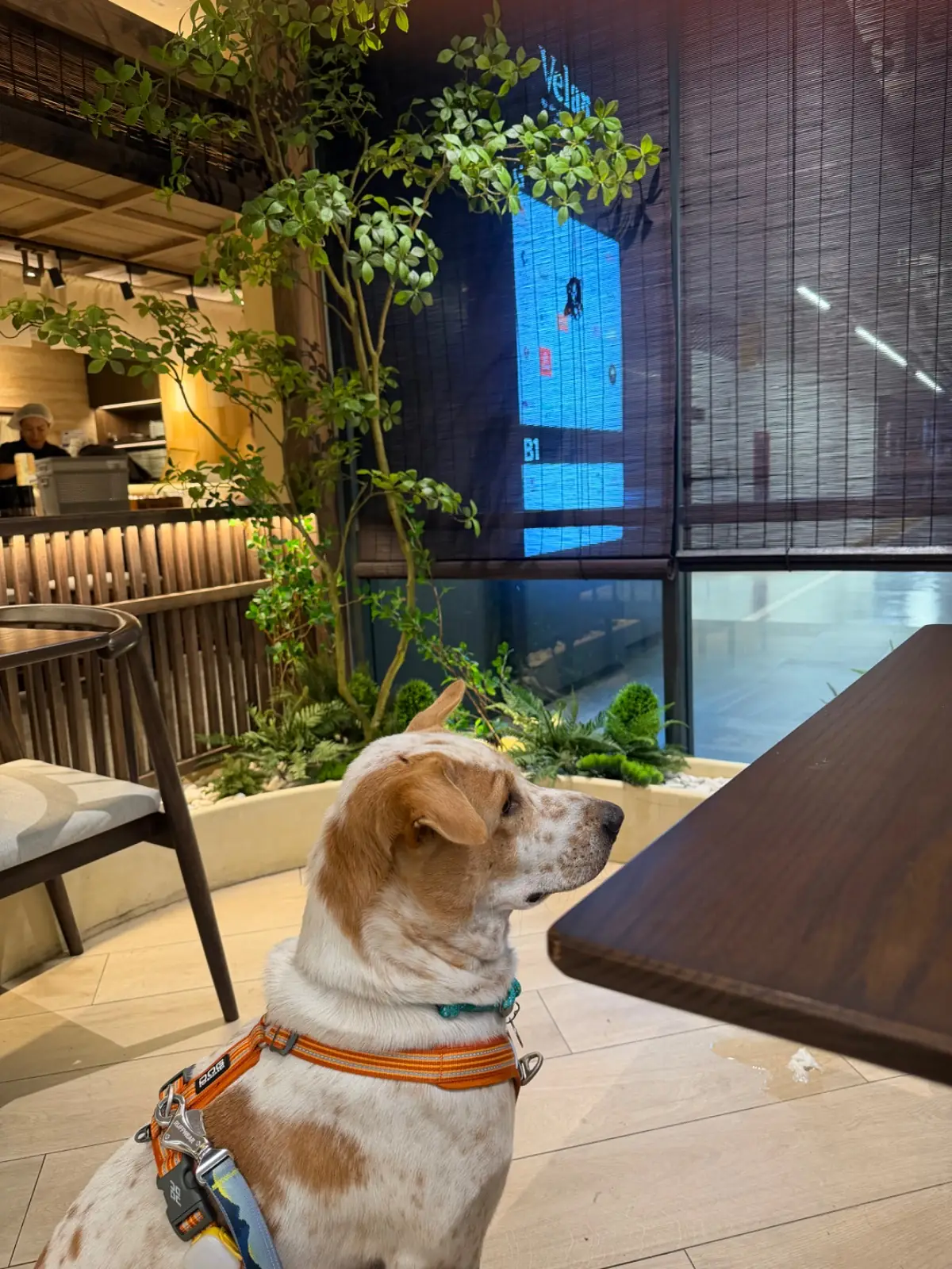 Tonkatsu AOKI - Velaa Sindhorn Village Langsuan pets image 2