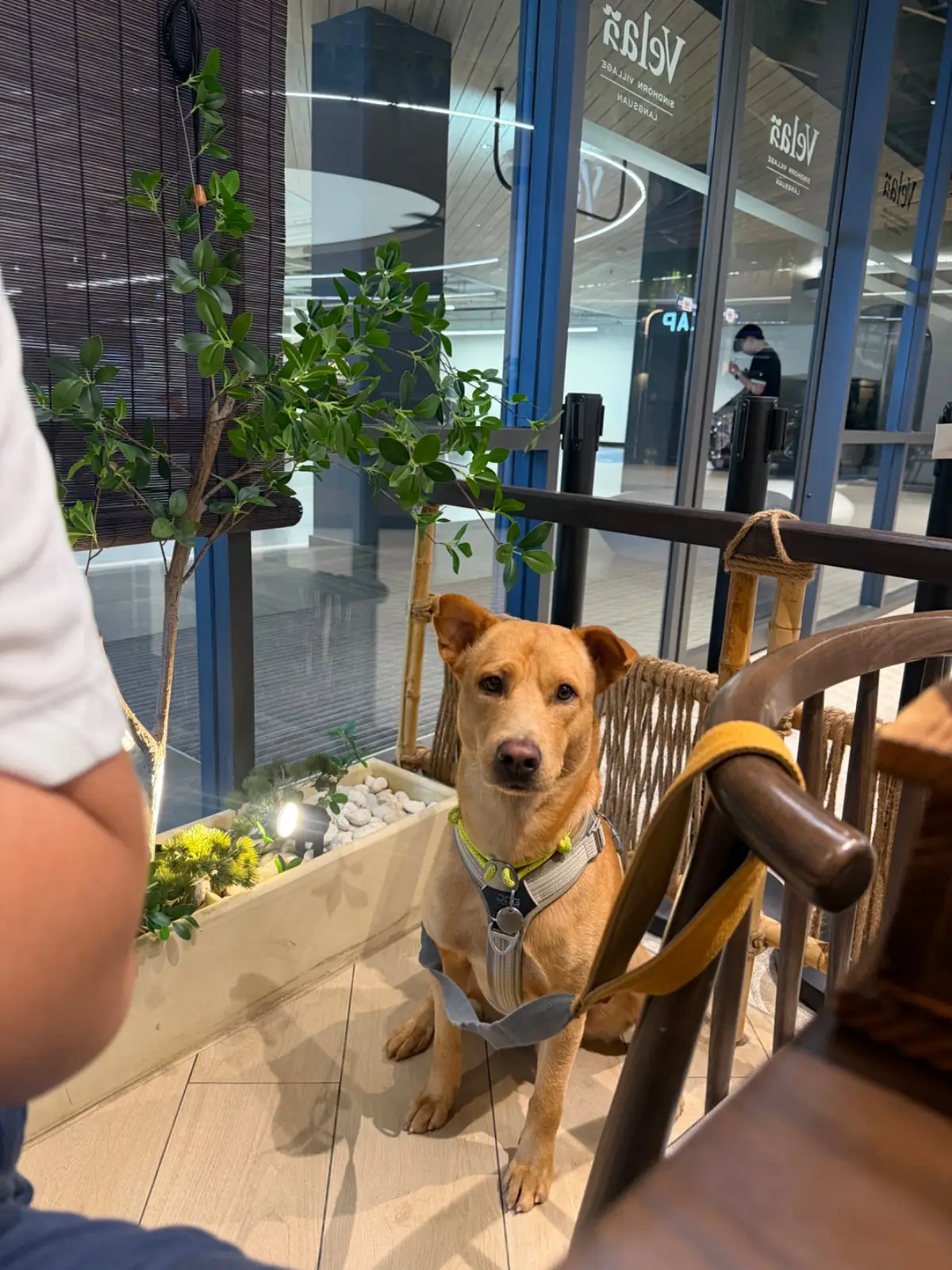 Tonkatsu AOKI - Velaa Sindhorn Village Langsuan pets image 6