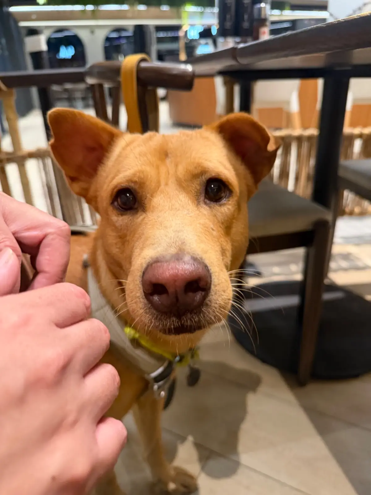 Tonkatsu AOKI - Velaa Sindhorn Village Langsuan pets image 4