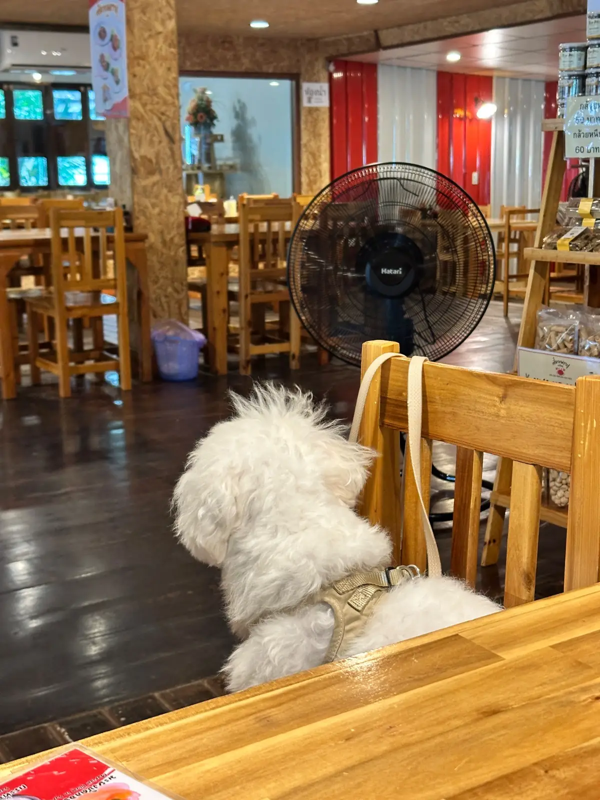 เตี๋ยวเพราปู - Crab Noodle pets image 1