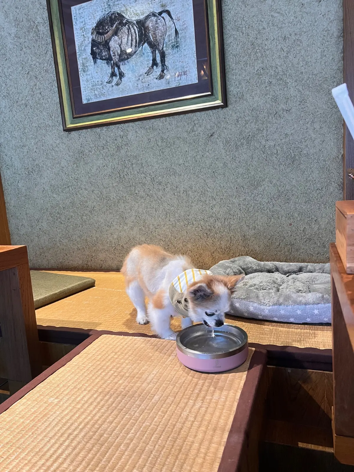 Sousaku pets image 1