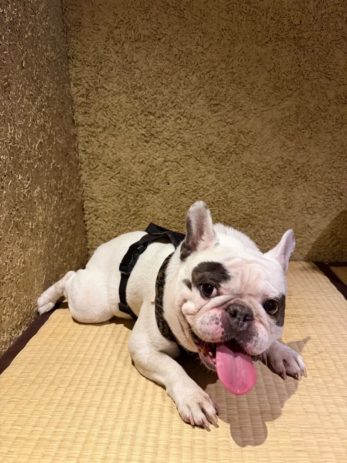 Sousaku pets image 7