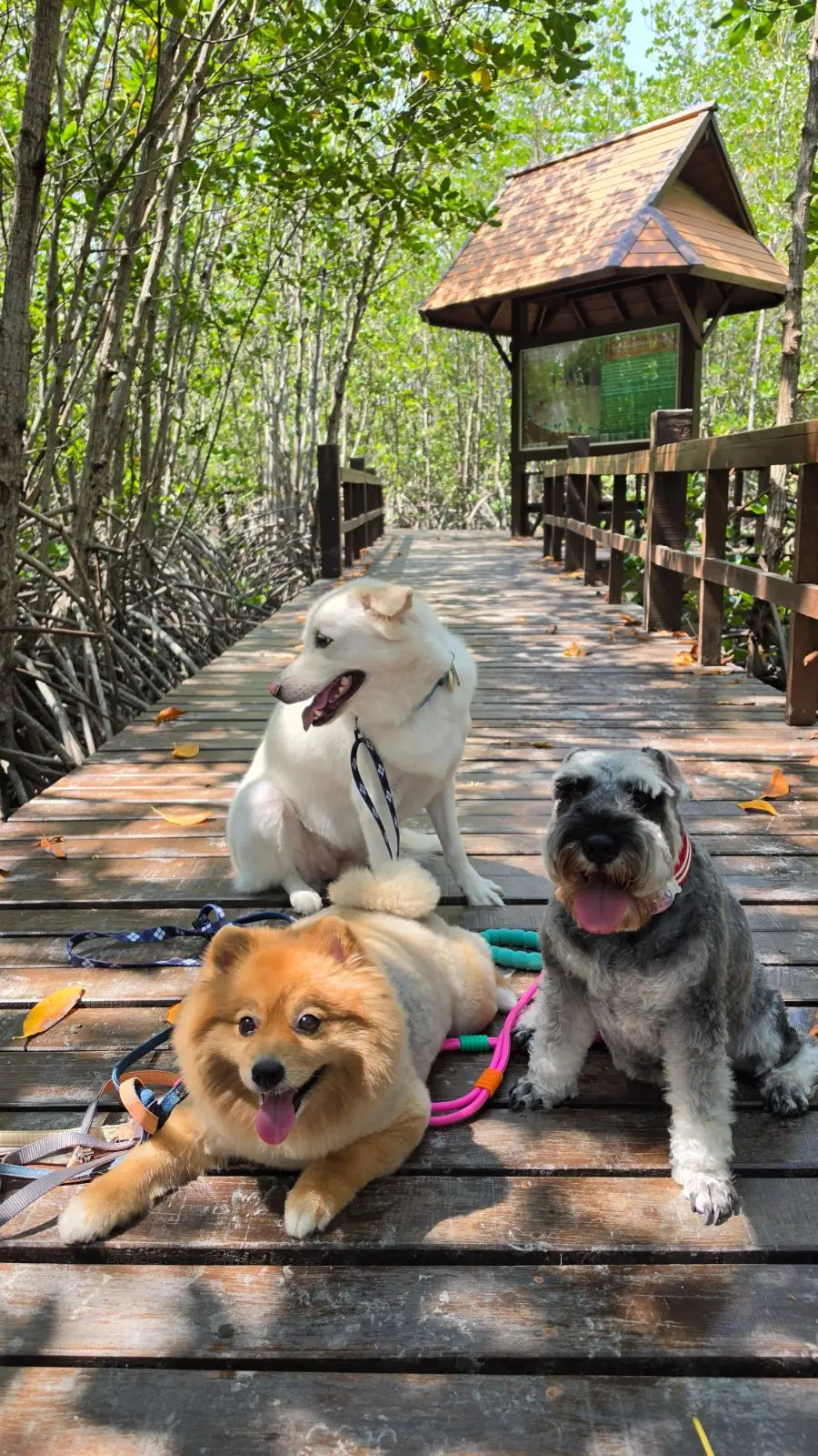อุทยานสิ่งแวดล้อมนานาชาติสิรินธร pets image 1