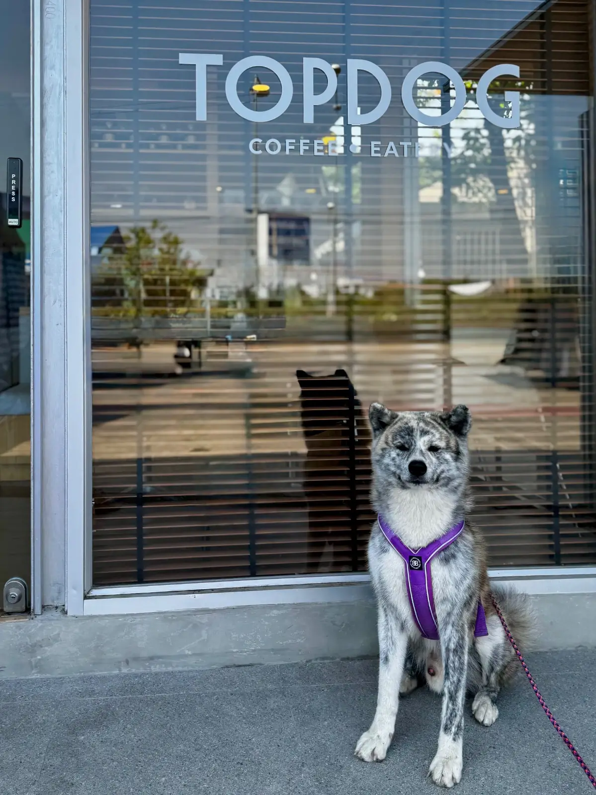 Topdog Coffee Eatery pets image 1