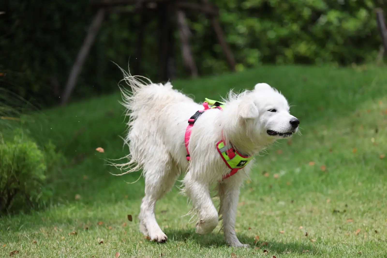 DOD Café & Bistro pets image 1