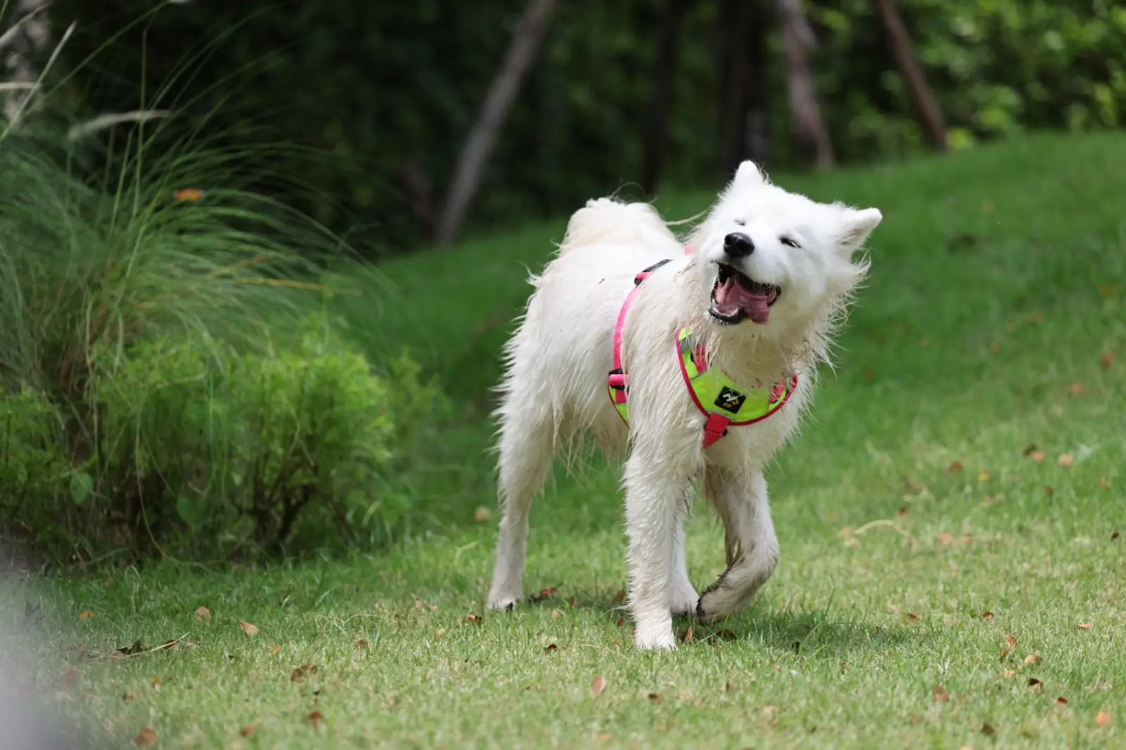 DOD Café & Bistro pets image 2