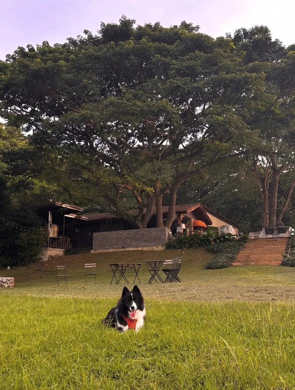 Liberta Trattoria pets image 1