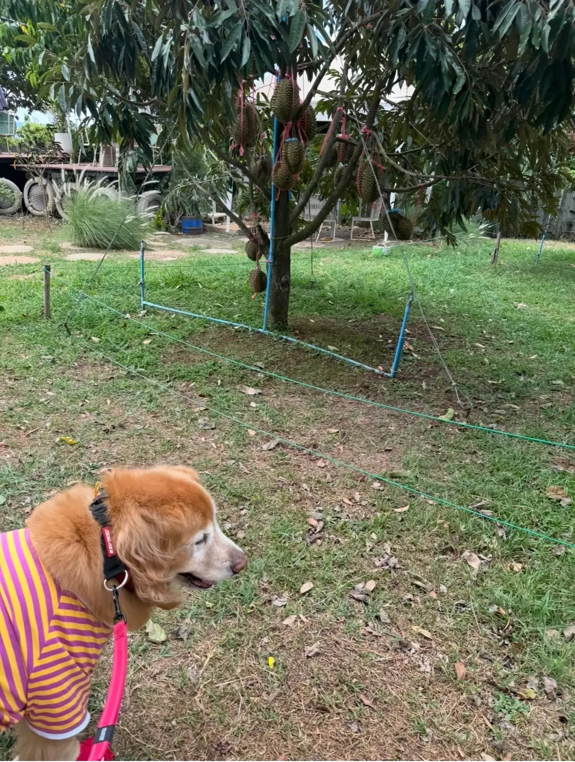 บ้านทุเรียน เขาใหญ่ pets image 1
