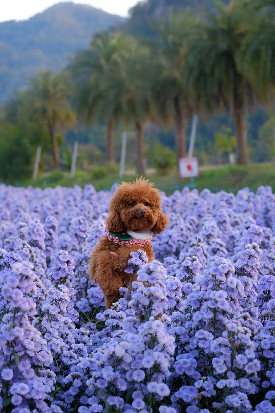 Hokkaido Flower Park pets image 3