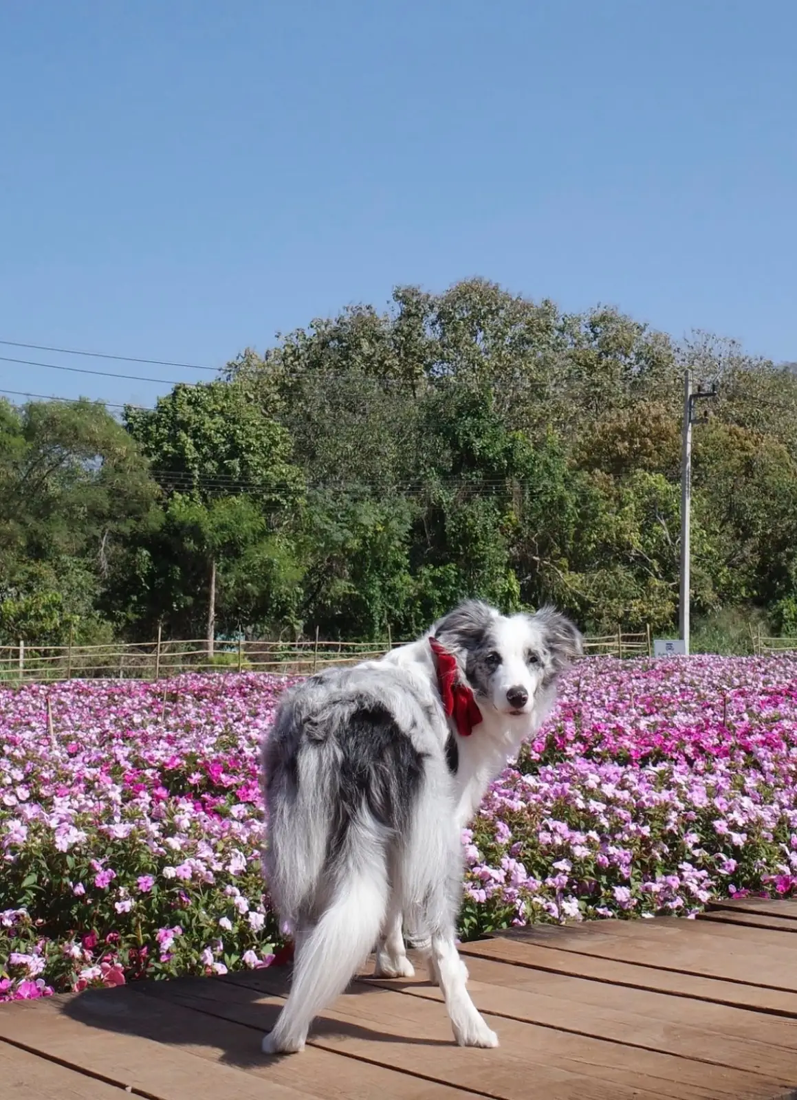 Hokkaido Flower Park pets image 2