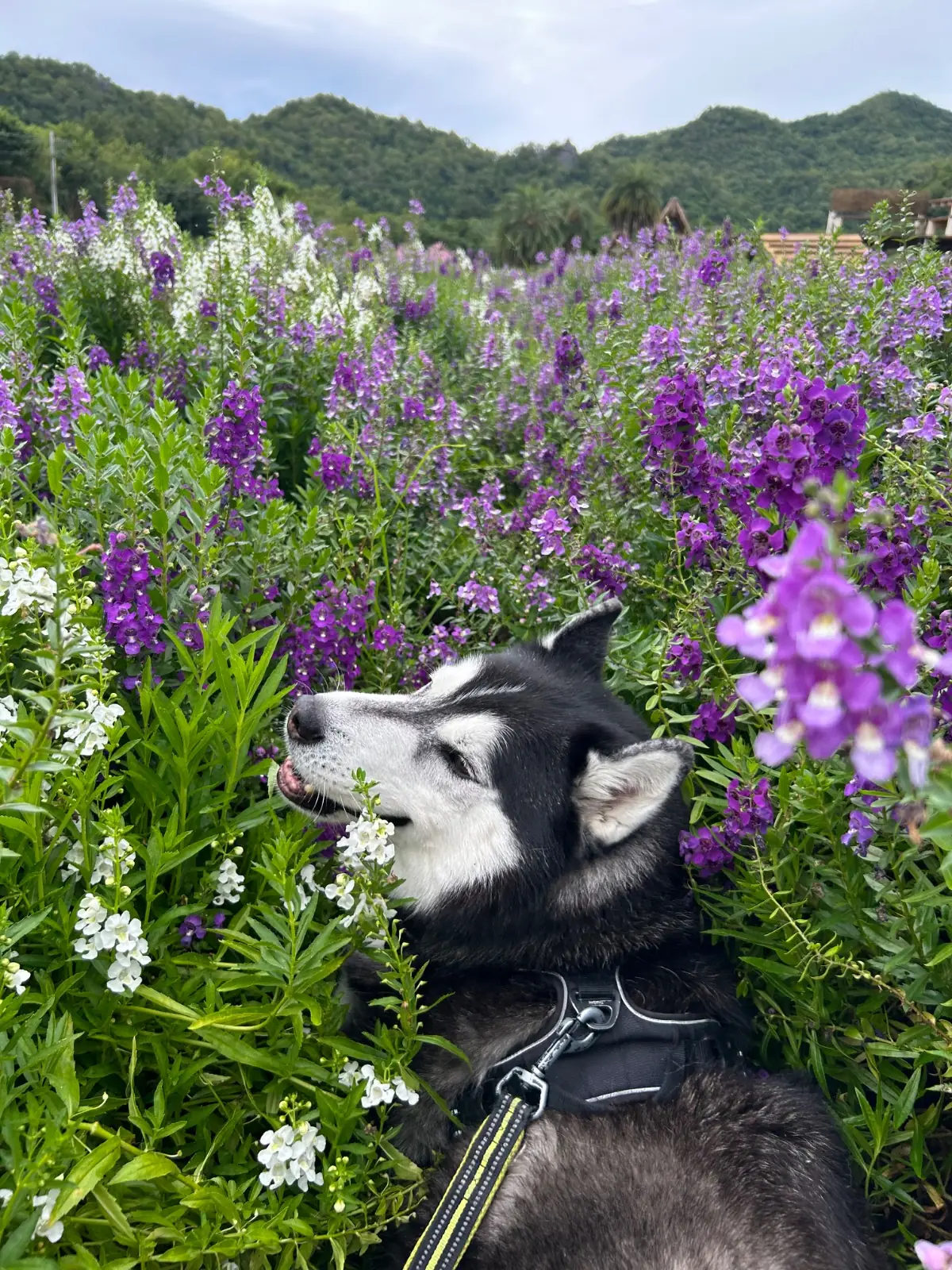 ฮอกไกโด ฟลาวเวอร์ พาร์ค pets image 13