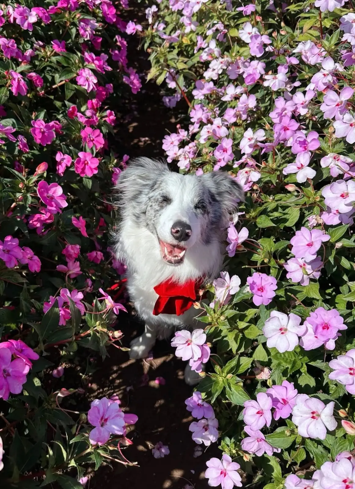 Hokkaido Flower Park pets image 1